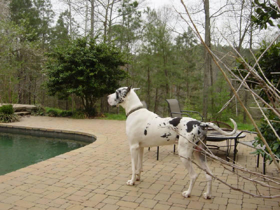 Lacypups10weeksandBentley009.jpg