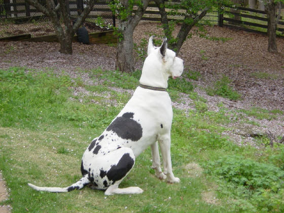 Lacypups10weeksandBentley023.jpg