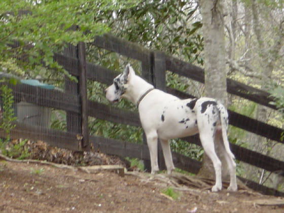 Lacypups10weeksandBentley034.jpg