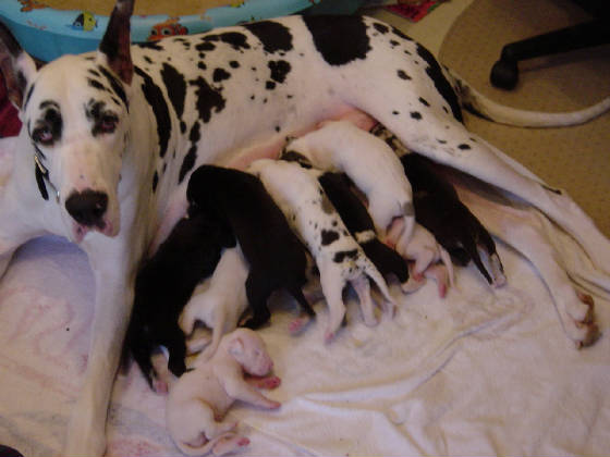 gabbywithpups.jpg