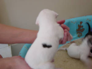 littlegirlpic2.jpg
