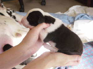 puppies1.jpg