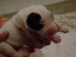 puppies10.jpg