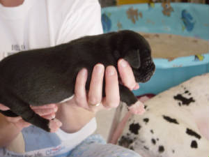 puppies3.jpg