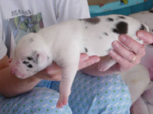 puppies6.jpg