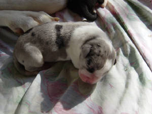 puppies9.jpg
