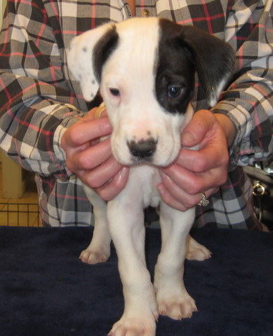 MALE2-F-6wk_5m.JPG